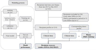 Deep Learning Algorithms for the Prediction of Posttransplant Renal Function in Deceased-Donor Kidney Recipients: A Preliminary Study Based on Pretransplant Biopsy